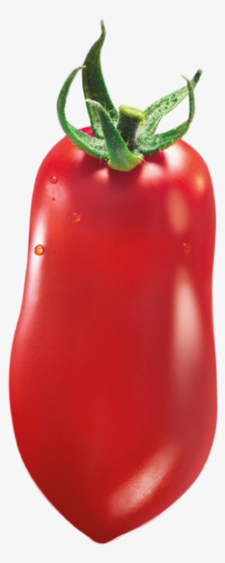 Home - Plum Tomato #5635016