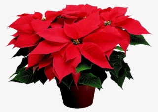 Poinsettia - Christmas Possentia #5635639