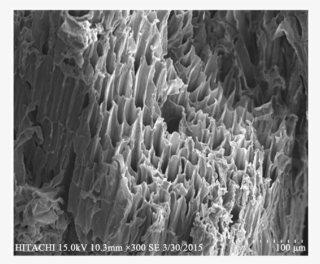 Sem Images Nkcf And (b) Qkcf - Monochrome #5638113