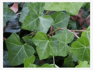 Бръшлян - Hedera Helix - Hedera Helix #5641578