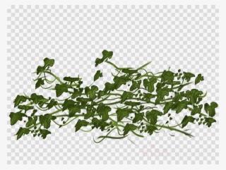 Ivy Transparent Clipart Vine Clip Art #5641971 Ivy Transparent Clipart Vine Clip Art #5641971