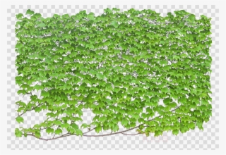 Vine Wall Png Clipart Vine Wall Clip Art - 爬山虎 卡通 #5642055