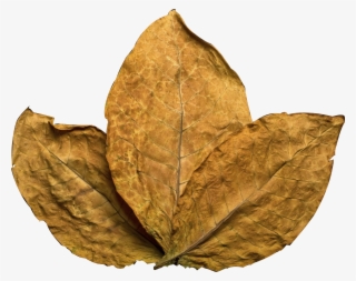 Tobacco Leaf - Tobacco Png #5643418