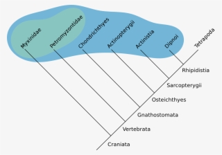 Open - Blobfish Cladogram #5643923