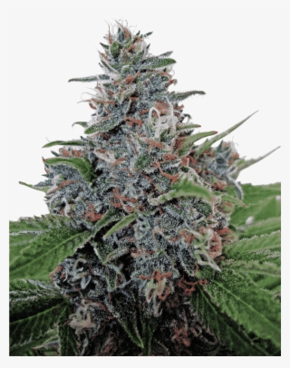 Auto Blue Amnesia Od Ministry Of Cannabis #5645133