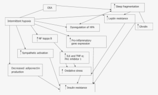 Flow Diagram Demonstrating Interplay Between Intermittent #5646570