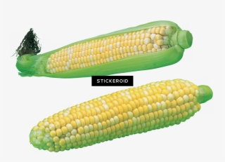 Corn - Corn Kernels #5648839