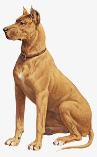 سكرابز كلب #5648934