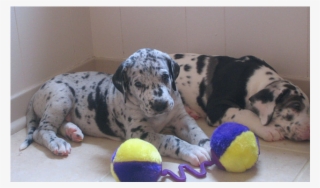 Excellent Harlequin Merlequin And Black Great Dane - Harlequin Great Dane Puppy #5649299