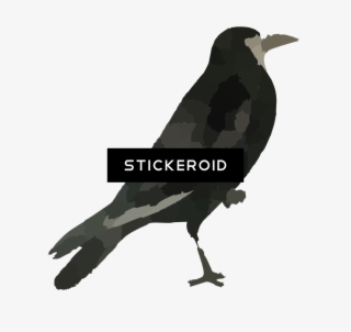 Raven Bird Hd #5650350