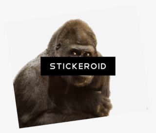 Gorilla Close Up #5651816