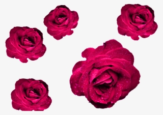 Maroon Roses Png File Roses Cool Png For Your Projects #5652034