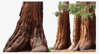 1998 - Mariposa Grove #5652816