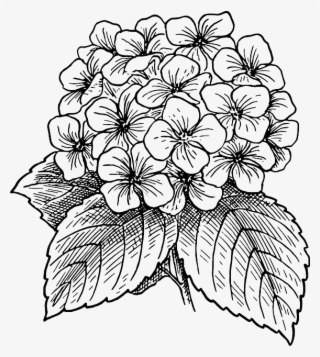 Free Vector Graphic - Hydrangea Clip Art #5658059