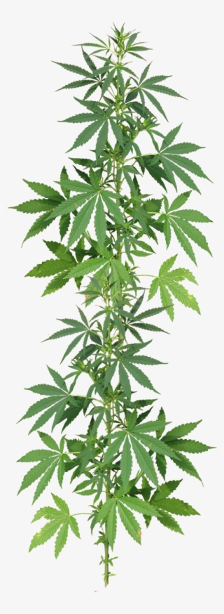 It's Easy To Get Involved Check Out The Faq Section - Planta De Cannabis Png #5660174