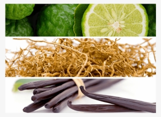 Legend Night Is A Woody And Oriental Fragrance - Extracto De Vainilla Bio (hidrosoluble) Camassia, 5 #5660299