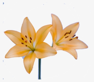 Lily Beautiful High Definition Png - Lirios Amarelos Png #5660421