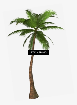 Tropical Palm Tree - Screen Door Magnets – Twist, Click And Lock - Keep #5660671
