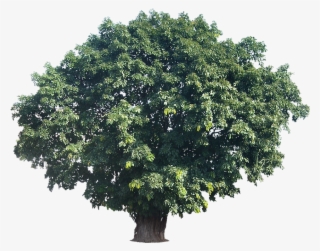 Tropical Trees Png Large Tree Actual Height 15tropical #5660803