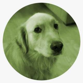 Tfw Is A Mini Personal Essay Series I'm Try To Do On - Thinking Of You Dogs #5662334