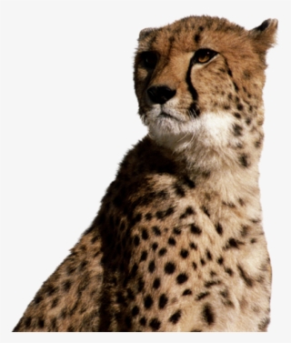 Next - Options Group, Inc. #5662387