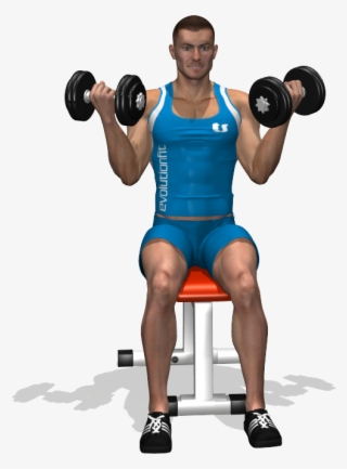 Seated Dumbbell Inner Biceps Curl Involved Muscles - جلو بازو دمبل متناوب نشسته #5663990