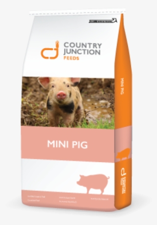 Adult Mini Pig Maintenance Ration - Domestic Pig #5665192