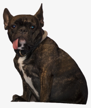 Animala Dog Sitting - Guard Dog #5666543