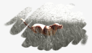 Dogwalking, Poop Scooping, Petsitting, Vet Taxi, Boarding, - Pawsitive Attention Pet Services #5667227