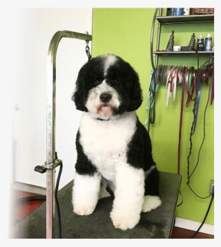 Grooming - Companion Dog #5667287