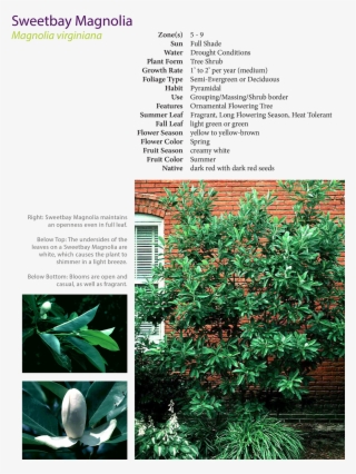 Excerpt From Plant Guide Developed For Project - Colorado Spruce #5668909