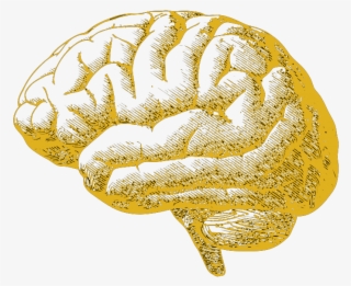 Creative Brain Png #5670520 Creative Brain Png #5670520