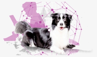 Snouts Towards Technology - University Of Helsinki #5673196