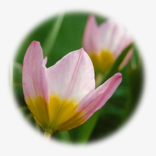 Star Of Bethlehem - Tulip #5673201