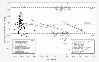 Download - Metabolism #5673879