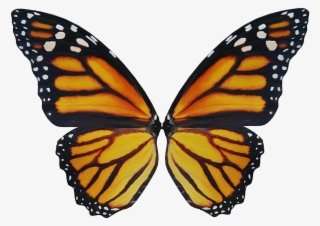 Wing, Elf, Fairy, Fae, Fantasy, Magic, Fairy Tales - Monarch Butterfly #5676751