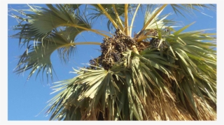 Argoun Palm Tree With A Cluster Of Fruits - Argun #5679030