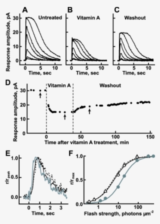 Impact Of Vitamin A On The Flash Responses Of A Representative - Diagram #5679177