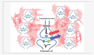 A Single Astrocyte Can Ensheath Tens Of Thousands Of - Illustration #5680457