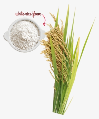 Rice Tree Png #5682433