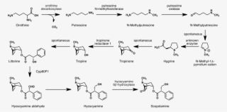 Scopolamine Biosynthesis - Svg - Scopolamine Biosynthesis #5687191