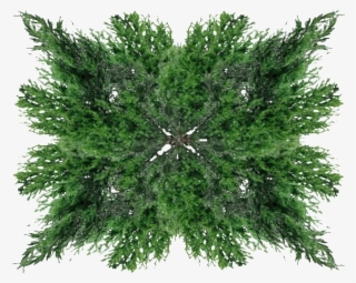 Photo Treetoproof - Grass #5687997