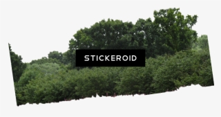 Bushes - Shortleaf Black Spruce #5688280