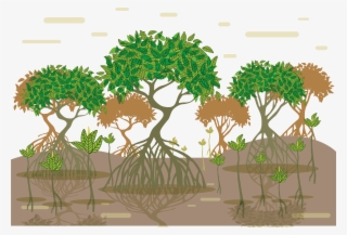 Image Library Stock Tropical And Subtropical Moist - Tanaman Bakau Di Pesisir Pantai #5689241