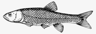 Black And White Fish Images - Milkfish Clipart Black And White #5689742
