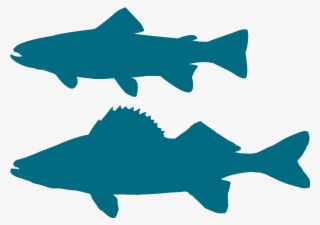 Walleye Vector Silhouette Vector Black And White - Brook Trout #5691702