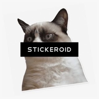 Грюмпи Cat Grumpy Сердитый - Duke Nukem Forever Box Art #5693635