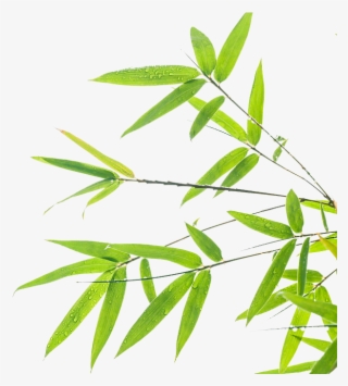 Green Wallpaper Background Design - Transparent Bamboo Background Png #5694680