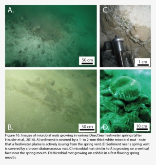 No Substantial Algal And Archaeal Blooms Have Developed - Marine Biology #5695025
