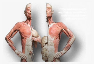Photo Via - Bodies The Exhibition #5699285 Photo Via - Bodies The Exhibition #5699285
